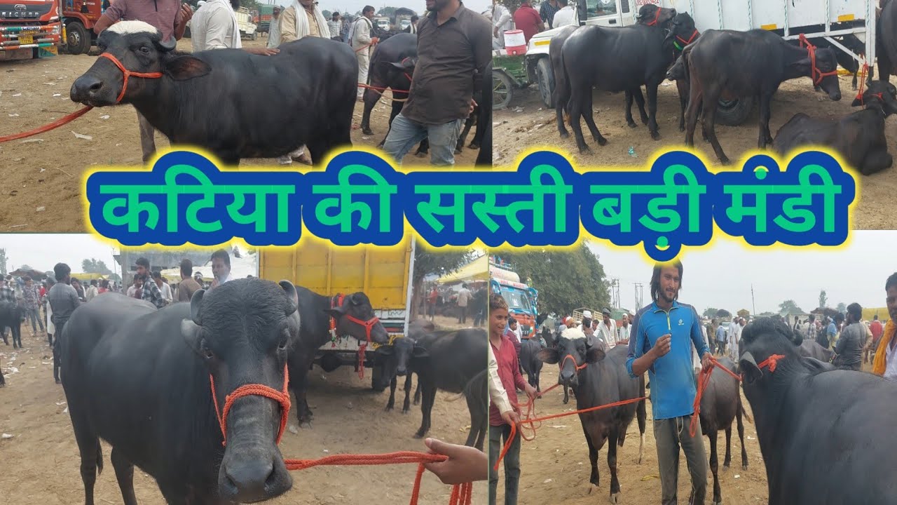 मढ़ियाई पशु मंडी कटिया पाड़ियों का मेला | Sardhana Peth  | Madhiyai | Murra Katiya | Sale Murrah Padi