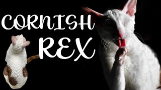 CORNISH REX Cat breed 101 by ABC of the animal Kingdom 7,756 views 1 year ago 9 minutes, 36 seconds