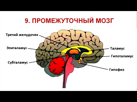 Промежуточный мозг