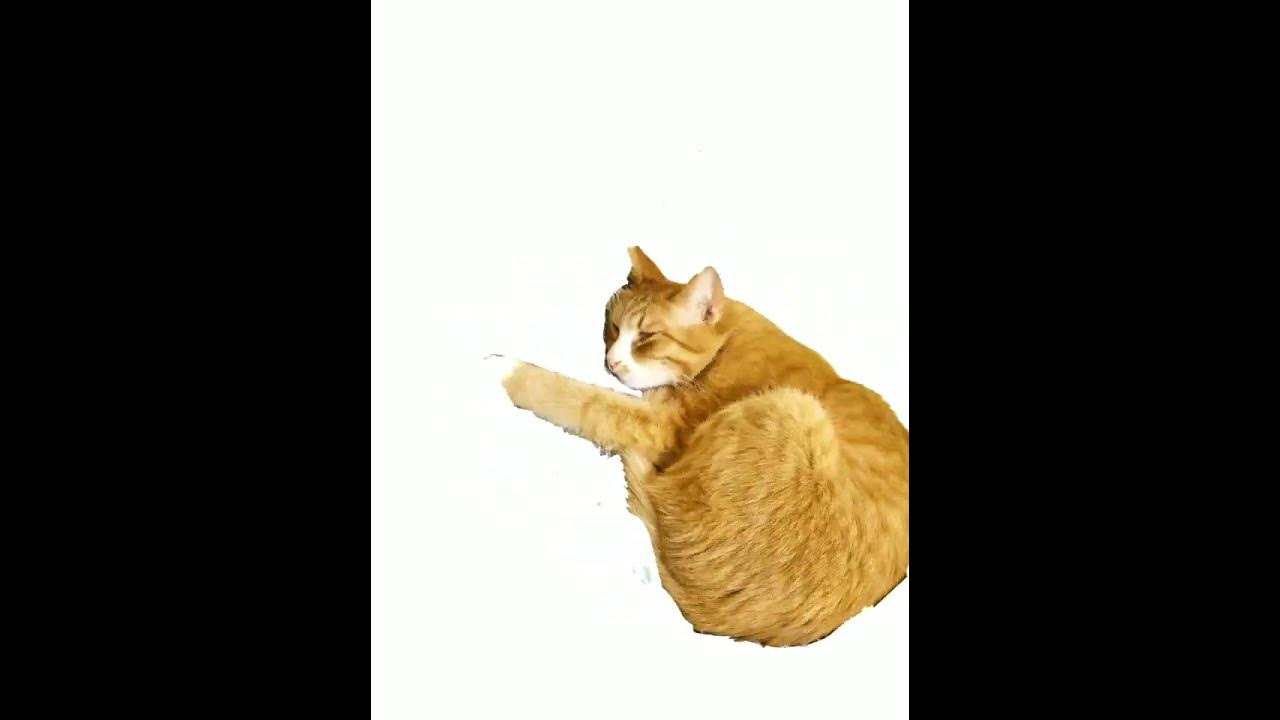 Максвелл кет, но это мой кот #мемвселенаясветофоршоу#Максвллкет - YouTube