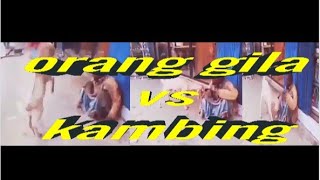 orang gila vs kambing