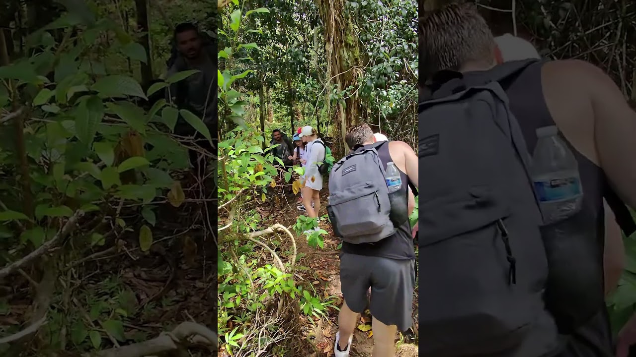 Исследуем американские джунгли