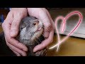 【モフっても良いんですよ？】ビンゴが眠そうだからそのままモフり続けてみた(Otter Bingo get sleepy with if we softly pet him)