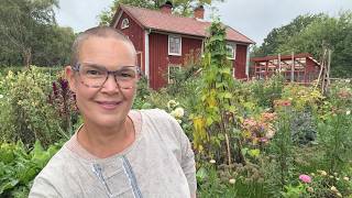 Welcome back to my Swedish vegetable garden | Late summer harvest in August