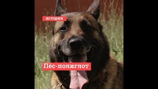 Полицейский воспитал собаку-полиглота Полицейский воспитал собаку-полиглота