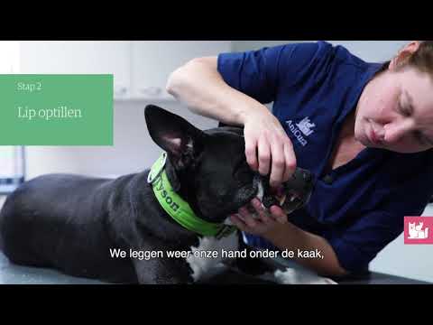 Video: Hoe algemene oogletsel bij honden te behandelen