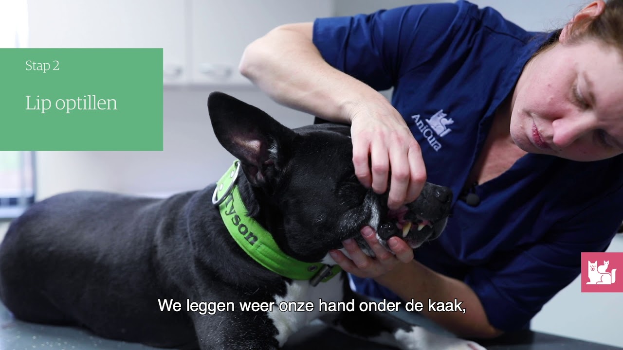Instructie: hoe poets je de tanden van de hond?