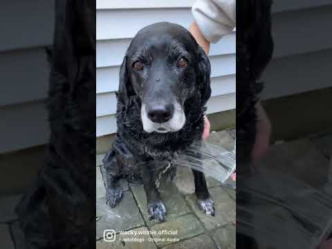 ADORABLE LABRADOR INSTAGRAM REELS Shorts
