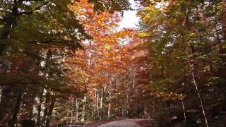 Beautiful Autumn Forest / 1 Hour Relaxing Drive with Sound of Wind