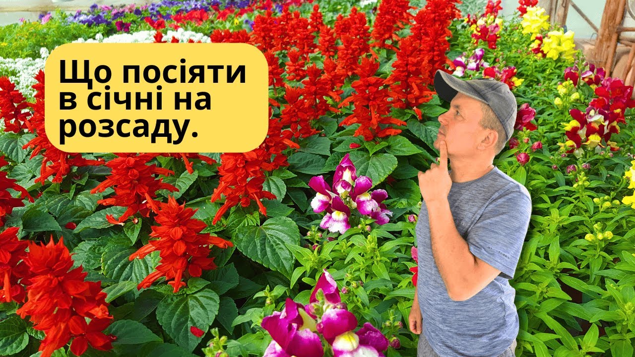Що сіяти в січні? Чесна відповідь: нічого! Корисна порада.