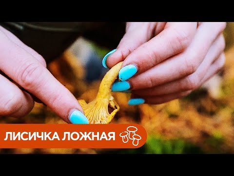 Лисичка Ложная. Грибы Двойники.