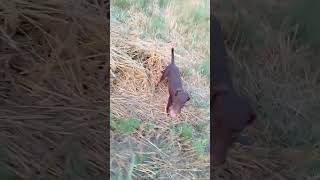 Nlt-Nemacki Lovni Terijer. Pustanje U Teren Stene 3,5 Meseca Goni Trag Od Zeca