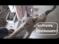 теплоаккумулятор из еврокуба с котлом уже две зимы