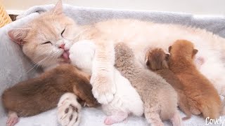Mother cat kisses and hugs her adorable kittens all day long.