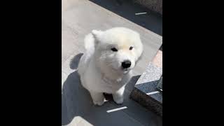 Adorable Samoyed Dog pet 😍 #shorts #trend