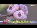 北大荒的獨特經濟 藍莓新故鄉 中國進行式 20160207 (4/4)