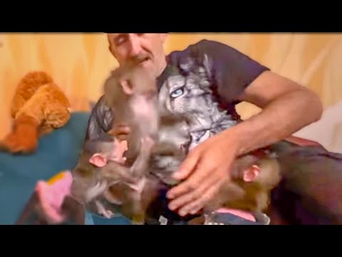Вы посмотрите, друзья, КАК Степка НАПАДАЕТ на Люсю ЗАЩИЩАЯ ПАПУ и Маню)))