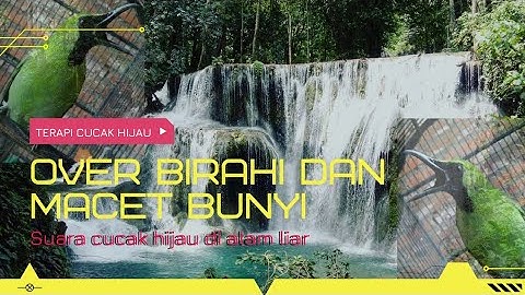 TERAPI CUCAK HIJAU OVER BIRAHI DAN MACET BUNYI | SUARA CUCAK HIJAU DI ALAM LIAR