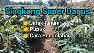 PETANI SUKSES / CARA BERKEBUN SINGKONG TERBAIK./ PETANI AUTO KAYA