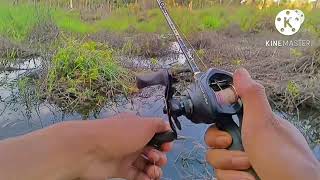 Download Lagu Mancing Ikan Haruan. Ditempat Penuh Ranting Dan Pohon ‼️ MP3