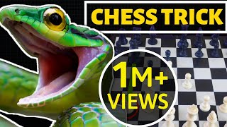 Khattarnaak Chess Trick Hindi Poison Pawn Trap Best Chess Trick
