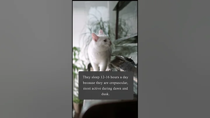 Cat Facts -  Sleeping