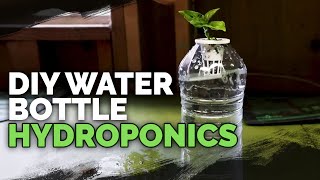 DIY Water Bottle Hydroponic System for Propagating and Herbs
