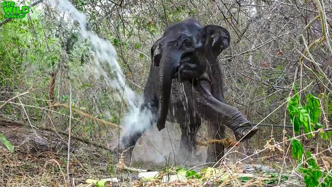 elephas maximus linnaeus A baby that lost its mother, rejoins a new home for elephants