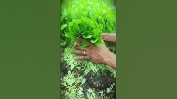 smart trick to harvest chives neatly with a sharp curved knife #shorts