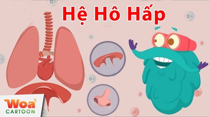 Hoạt Động Của Hệ Hô Hấp: Cấu Trúc, Chức Năng Và Cách Bảo Vệ Sức Khỏe Hô Hấp