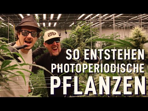 42 Fast Buds breeds the photoperiod line 🌱 | From clone to seed 🔬