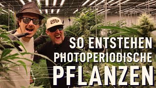 42 Fast Buds breeds the photoperiod line 🌱 | From clone to seed 🔬