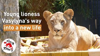 Life-changing Journey of Lioness Vasylyna