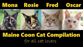 Maine Coon cat compilation: Rosie, Mona, Fred and Oscar