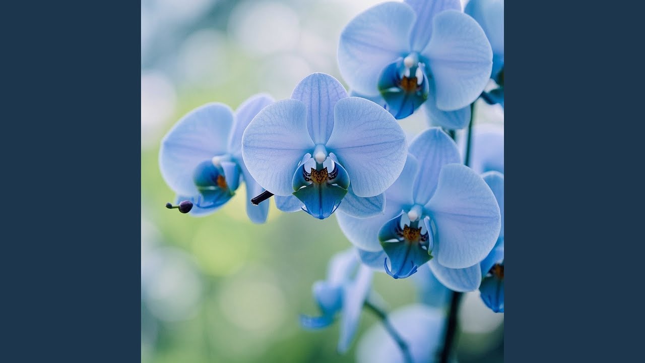 Chadada Scholarship to a Ghost School