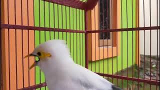 Asli hitungan menit jalak putih anda Langsung BONGKAR ISIAN |  jalak putih gacor