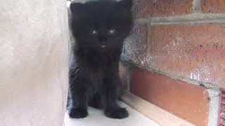 black fluffy kitten fights sleep by Alex and Misha 417 views 2 years ago 6 seconds