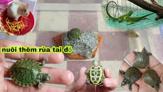 Nuôi thêm rùa tai đỏ, tắm muối cho baba, cho rồng nam mỹ ăn và lót lại chuồng chuột hamster\/ Bảo pet