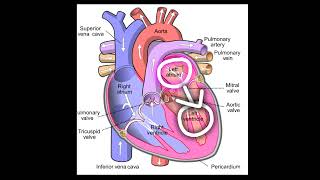 Human Heart Explained in the Easiest Way | Blood Circulation Made Simple#shorts#shortsfeed