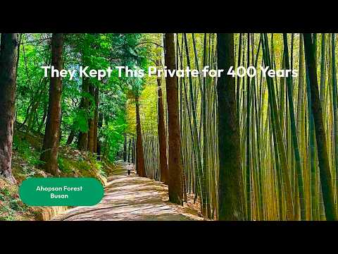 A Forest That Survived 400 Years — Ahopsan, Busan's Best Kept Secret