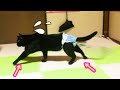 【猫】初オムツの黒猫ちゃん！歩き方がなんかおかしいｗｗ　日本の猫にゃん[Japanese Cute Nyan Cat]猫の感動猫動画