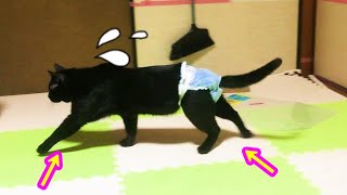 【猫】初オムツの黒猫ちゃん！歩き方がなんかおかしいｗｗ　日本の猫にゃん[Japanese Cute Nyan Cat]猫の感動猫動画