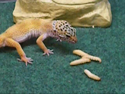 camera iphone 8 plus apk My leopard gecko going crazy for wax worms