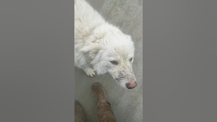 Kad odeš na par sati pa te dočeka prase - uživa na kiši u blatu #mydog #doggybestfriend #petsrule