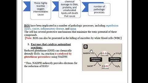 Biochemistry | 8. HMP shunt (Arabic version)