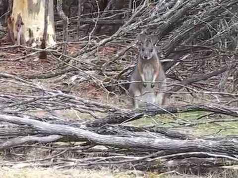 Video: En Första Generationens Integrerade Tammar Wallaby-karta Och Dess Användning För Att Skapa En Tammar-wallaby Första Generationens Virtuella Genomkarta