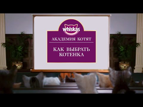 Вопрос: Как выбрать неактивного котенка?