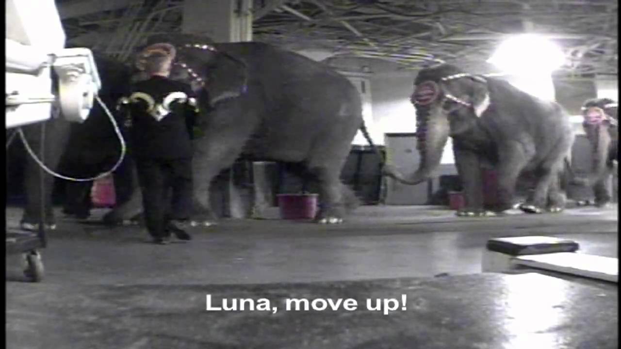 10 Circus Facts That Will Shock You - peta2