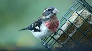 Attracting Migrating Rose-breasted Grosbeaks (4K)