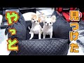 犬用ドライブベッドの頂点がこいつです！